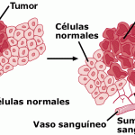 20 ALIMENTOS PARA COMBATIR EL CÁNCER 2026 ALIMENTOS PARA COMBATIR EL CÁNCER