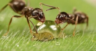 7 CONSEJOS PARA ELIMINAR HORMIGAS DE TU CASA 2026 ELIMINAR HORMIGAS