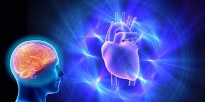 EL CORAZÓN TIENE CEREBRO 2026 EL CORAZÓN TIENE CEREBRO