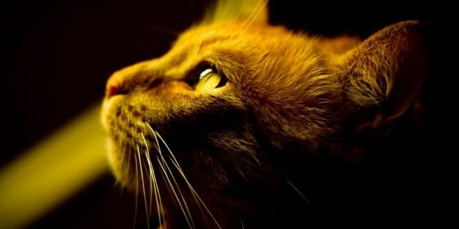 LEYENDA BUDISTA SOBRE LOS GATOS 2026 LEYENDA BUDISTA SOBRE LOS GATOS