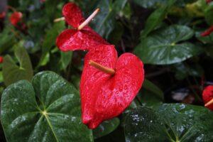 FENG SHUI: APRENDE COMO USAR LA ENERGÍA DE LAS PLANTAS 2026 FENG SHUI: APRENDE COMO USAR LA ENERGÍA DE LAS PLANTAS