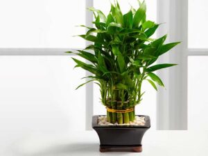 FENG SHUI: APRENDE COMO USAR LA ENERGÍA DE LAS PLANTAS 2026 FENG SHUI: APRENDE COMO USAR LA ENERGÍA DE LAS PLANTAS