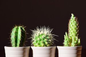FENG SHUI: APRENDE COMO USAR LA ENERGÍA DE LAS PLANTAS 2026 FENG SHUI: APRENDE COMO USAR LA ENERGÍA DE LAS PLANTAS