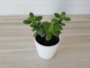FENG SHUI: APRENDE COMO USAR LA ENERGÍA DE LAS PLANTAS 2026 FENG SHUI: APRENDE COMO USAR LA ENERGÍA DE LAS PLANTAS