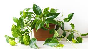 FENG SHUI: APRENDE COMO USAR LA ENERGÍA DE LAS PLANTAS 2026 FENG SHUI: APRENDE COMO USAR LA ENERGÍA DE LAS PLANTAS