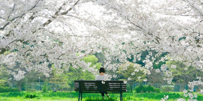 SAKURA: LEYENDA JAPONESA SOBRE EL AMOR
