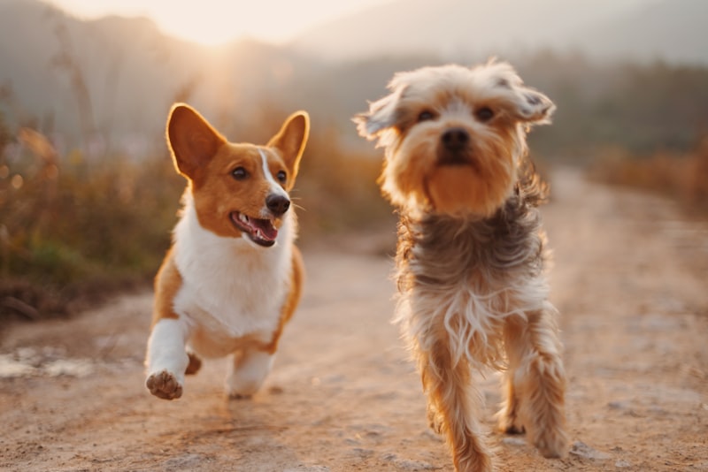 Lecciones de los Animales para tu Cuidado Personal