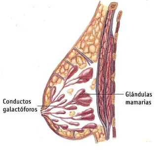 CONFLICTOS EMOCIONALES EN EL CÁNCER DE MAMA 2026 galactoforo