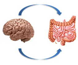 EL INTESTINO NUESTRO SEGUNDO CEREBRO 2026 brain