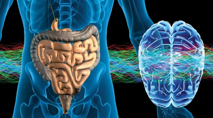 EL INTESTINO NUESTRO SEGUNDO CEREBRO 2026 EL INTESTINO NUESTRO SEGUNDO CEREBRO