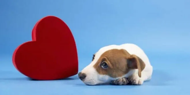 LAS MASCOTAS SOMATIZAN LOS CONFLICTOS DE SUS DUEÑOS