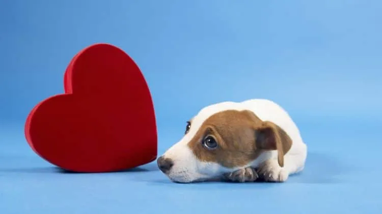 LAS MASCOTAS SOMATIZAN LOS CONFLICTOS DE SUS DUEÑOS