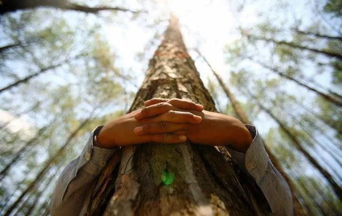TENEMOS QUE APRENDER A DESIDENTIFICARNOS DE NUESTRO ÁRBOL
