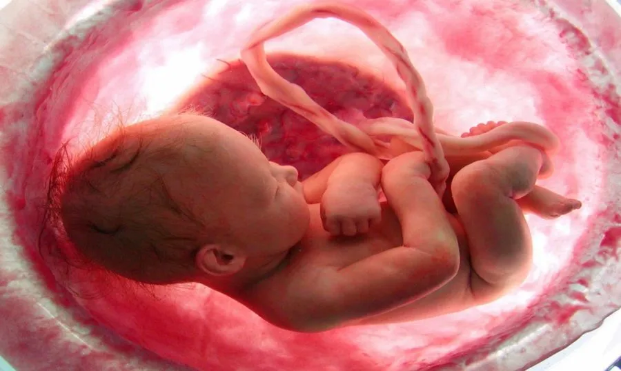 ¿CON QUÉ SUEÑAN LOS BEBÉS QUE AÚN ESTÁN EN EL VIENTRE MATERNO?