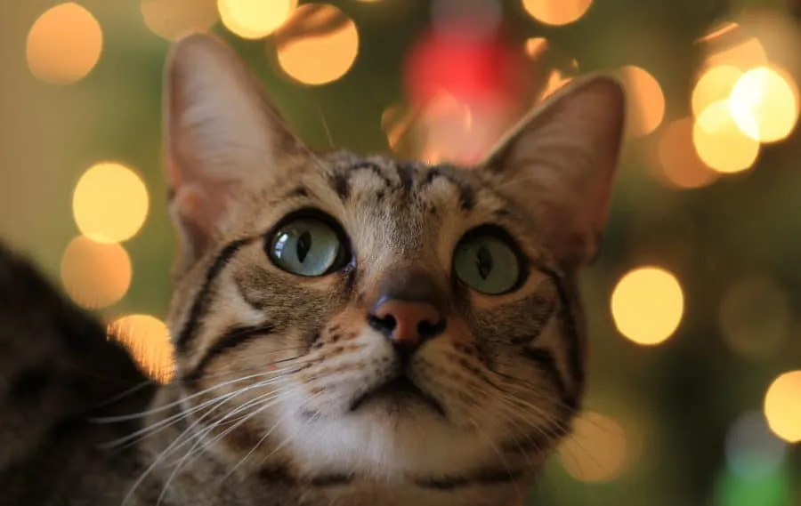LA MISIÓN DE LOS GATOS EN NUESTRA VIDA
