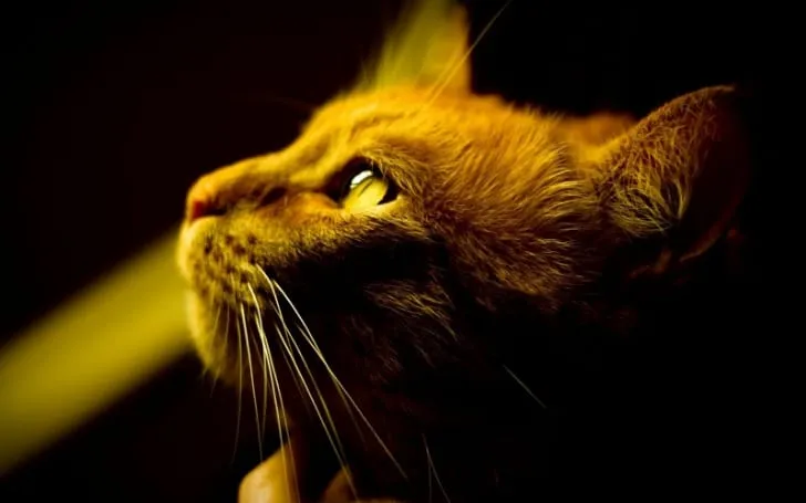 LEYENDA BUDISTA SOBRE LOS GATOS 2026 LEYENDA BUDISTA SOBRE LOS GATOS