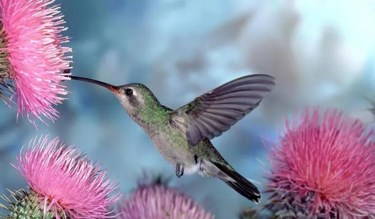 la leyenda del colibri