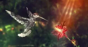 CUANDO VEAS UN COLIBRÍ, UN ALMA AMADA TE VINO A VISITAR 2026 CUANDO VEAS UN COLIBRÍ, UN ALMA AMADA TE VINO A VISITAR