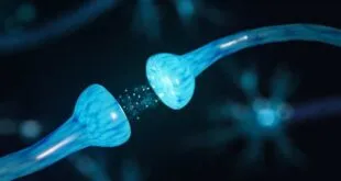 EL CEREBRO TIENE UN BOTÓN PARA ELIMINAR RECUERDOS