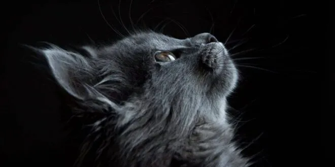 EL GATO Y LA ESPIRITUALIDAD