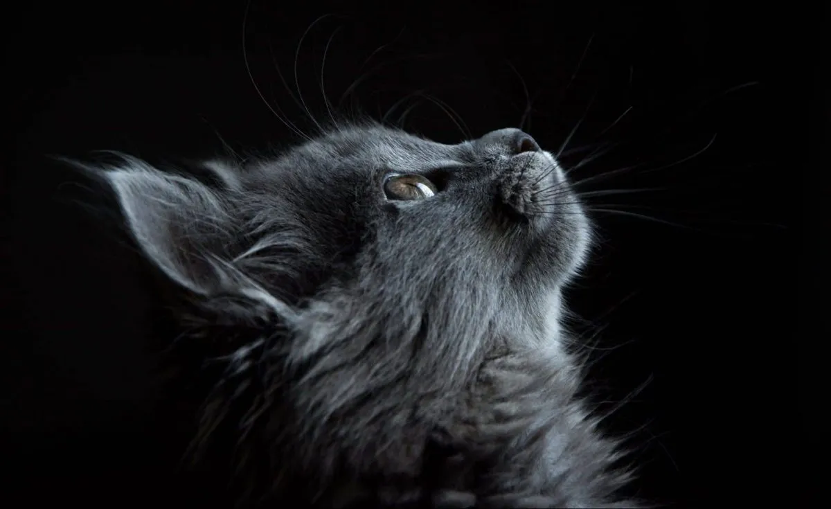 EL GATO Y LA ESPIRITUALIDAD