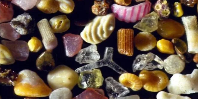 LA ARENA DE MAR BAJO EL MICROSCOPIO