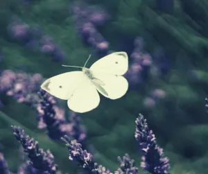 MARIPOSA BLANCA SIGNIFICADO