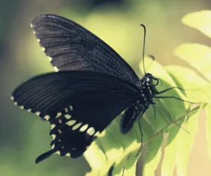 mariposa café significado espiritual