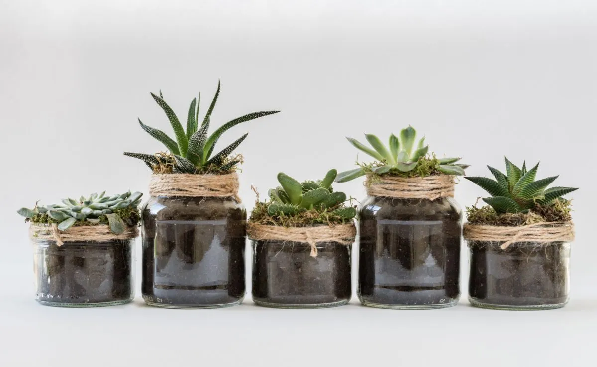 12 PLANTAS QUE EMITEN ENERGÍA POSITIVA EN TU HOGAR 2026 12 PLANTAS QUE EMITEN ENERGÍA POSITIVA EN TU HOGAR