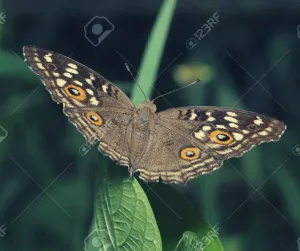 QUE SIGNIFICA UNA MARIPOSA MARRÓN EN LA CASA