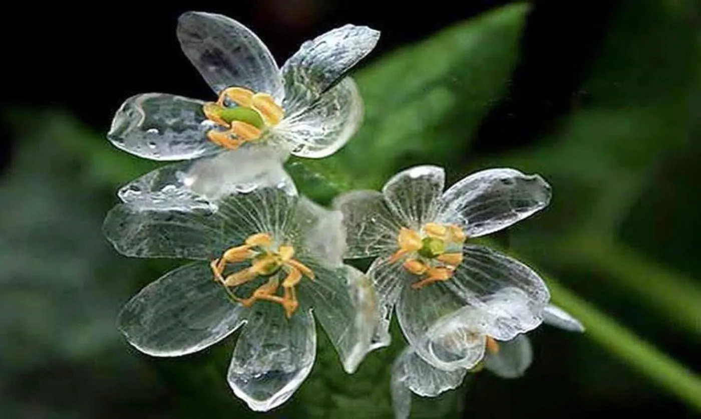 DIPHYLLEIA GRAYI: LA FLOR DE CRISTAL 2026 la flor de cristal diphylleia grayi