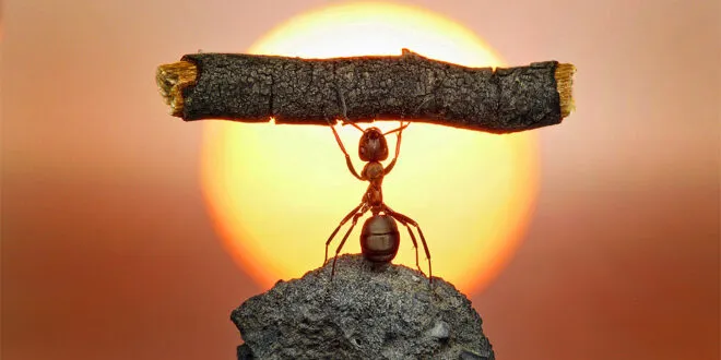 PARÁBOLA DE LA HORMIGA DESMOTIVADA