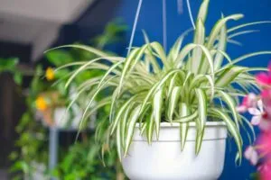 plantas que limpian tu aire