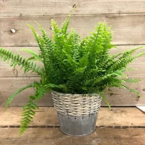 15 PLANTAS RECOMENDADAS