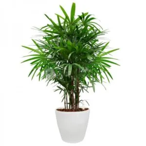 15 PLANTAS RECOMENDADAS POR LA NASA PARA PURIFICAR EL AIRE