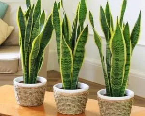 15 PLANTAS RECOMENDADAS POR LA NASA PARA PURIFICAR EL AIRE