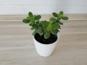 FENG SHUI: APRENDE COMO USAR LA ENERGÍA DE LAS PLANTAS
