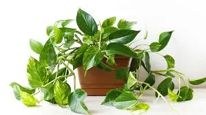 FENG SHUI: APRENDE COMO USAR LA ENERGÍA DE LAS PLANTAS