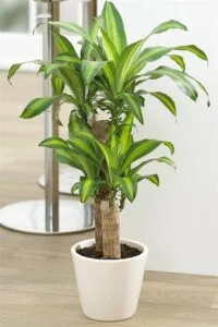 15 PLANTAS RECOMENDADAS POR LA NASA PARA PURIFICAR EL AIRE