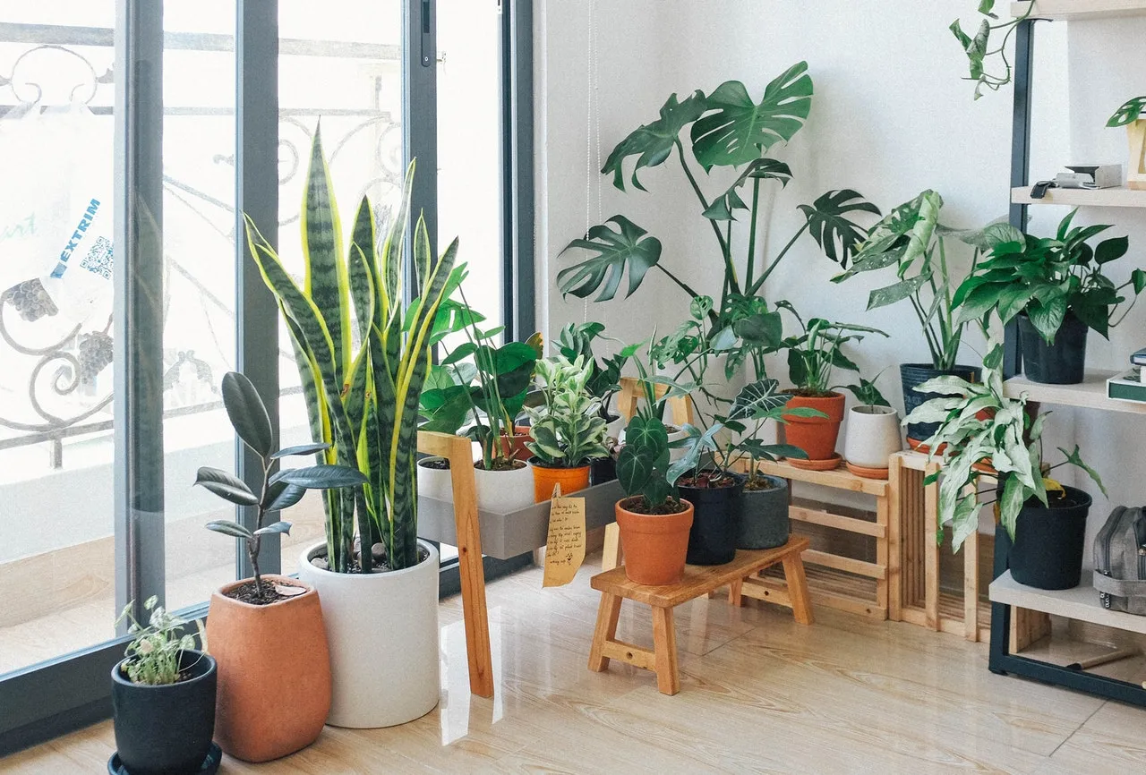 15 plantas de interior que limpian tu aire