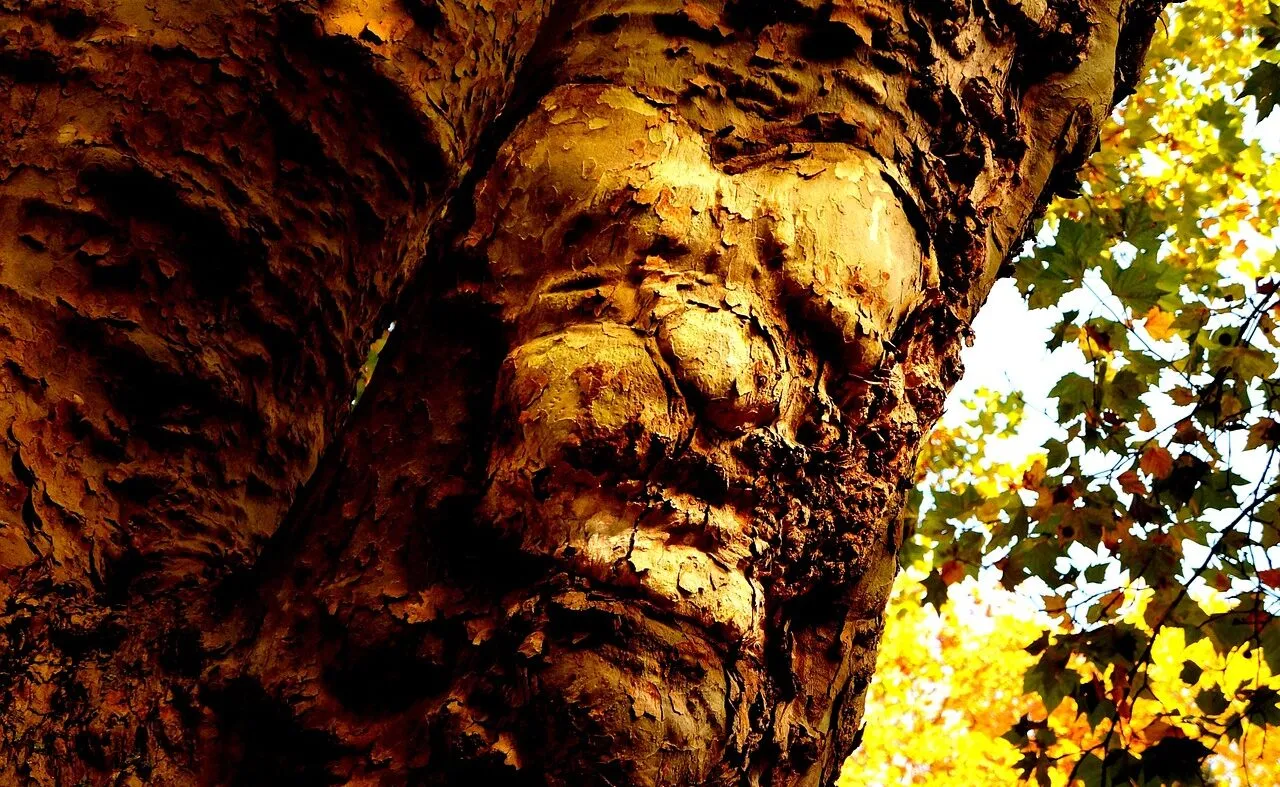 PAREIDOLIA: VER ROSTROS DONDE NO LOS HAY