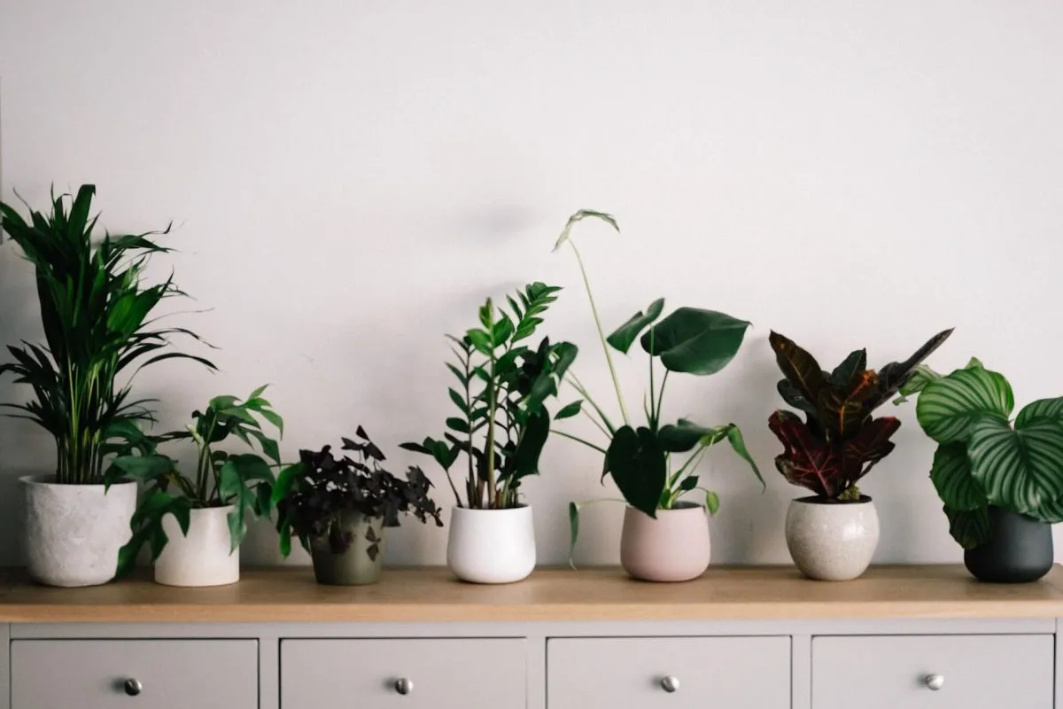 5 OBJETOS QUE PUEDES TENER EN CASA SEGÚN EL FENG SHUI 2026 5 OBJETOS QUE PUEDES TENER EN CASA SEGÚN EL FENG SHUI