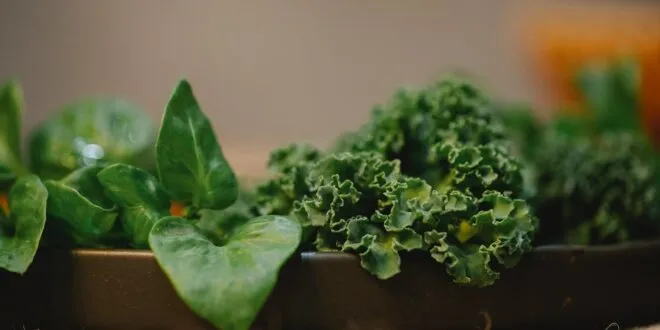 VERDURAS VERDES PARA CONTROLAR EL COLESTEROL